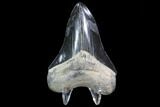 Serrated, Fossil Megalodon Tooth - Black & Blue #86072-2